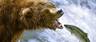 Illustration for article titled Salmon Run Live!